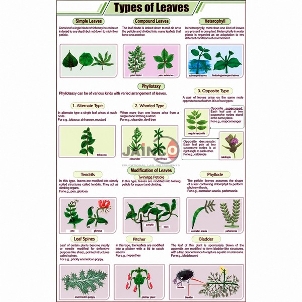 Types of Leaves Chart